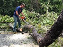 Henry, IL Tree Services Company